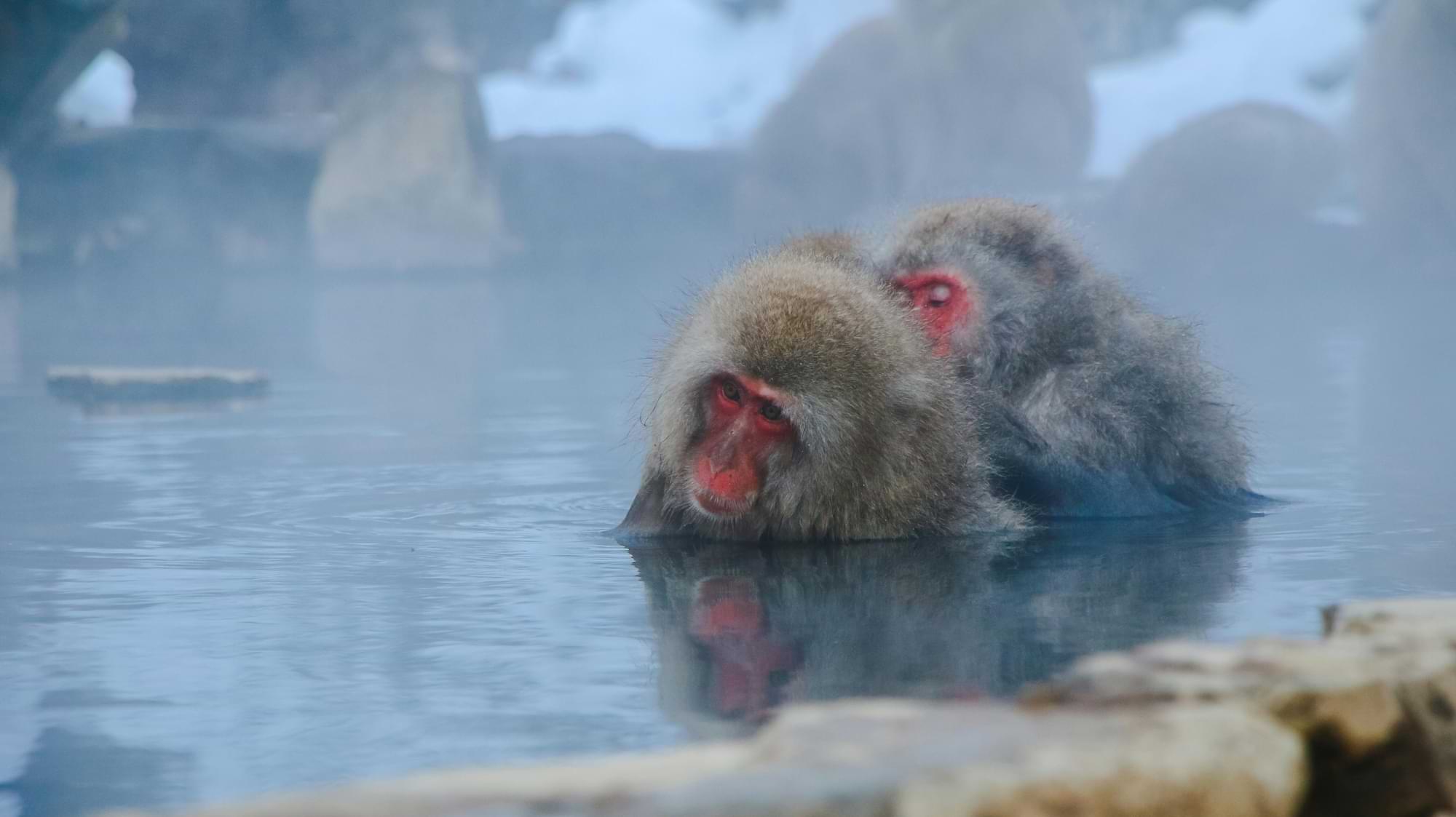 Monkeys on Hokkaido relaxing in an onsen bath. 